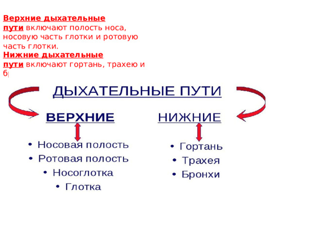 Верхние дыхательные пути  включают полость носа, носовую часть глотки и ротовую часть глотки. Нижние дыхательные пути  включают гортань, трахею и бронхиальное дерево. 