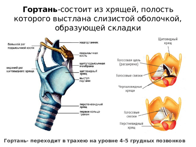 Гортань -состоит из хрящей, полость которого выстлана слизистой оболочкой, образующей складки Гортань- переходит в трахею на уровне 4-5 грудных позвонков 