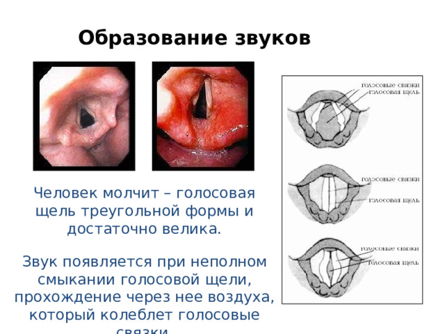 Образование звуков Человек молчит – голосовая щель треугольной формы и достаточно велика. Звук появляется при неполном смыкании голосовой щели, прохождение через нее воздуха, который колеблет голосовые связки. 