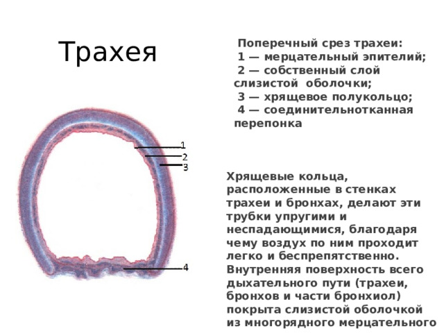 Трахея  Поперечный срез трахеи:   1 — мерцательный эпителий;  2 — собственный слой слизистой оболочки;  3 — хрящевое полукольцо;  4 — соединительнотканная перепонка Хрящевые кольца, расположенные в стенках трахеи и бронхах, делают эти трубки упругими и неспадающимися, благодаря чему воздух по ним проходит легко и беспрепятственно. Внутренняя поверхность всего дыхательного пути (трахеи, бронхов и части бронхиол) покрыта слизистой оболочкой из многорядного мерцательного эпителия . 