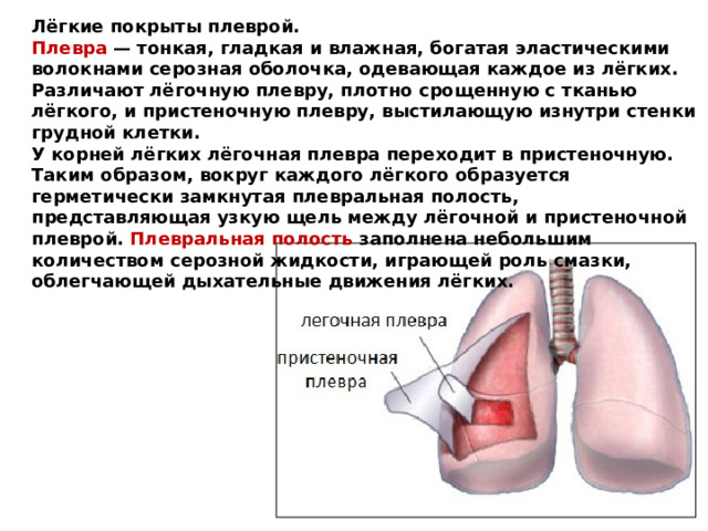 Лёгкие покрыты плеврой. Плевра  — тонкая, гладкая и влажная, богатая эластическими волокнами серозная оболочка, одевающая каждое из лёгких. Различают лёгочную плевру, плотно срощенную с тканью лёгкого, и пристеночную плевру, выстилающую изнутри стенки грудной клетки.  У корней лёгких лёгочная плевра переходит в пристеночную. Таким образом, вокруг каждого лёгкого образуется герметически замкнутая плевральная полость, представляющая узкую щель между лёгочной и пристеночной плеврой. Плевральная полость заполнена небольшим количеством серозной жидкости, играющей роль смазки, облегчающей дыхательные движения лёгких. 