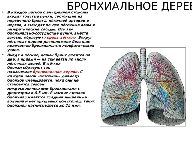 БРОНХИАЛЬНОЕ ДЕРЕВО   В каждое лёгкое с внутренней стороны входят толстые пучки, состоящие из первичного бронха, лёгочной артерии и нервов, а выходят по две лёгочные вены и лимфатические сосуды. Все эти бронхиально-сосудистые пучки, вместе взятые, образуют  корень лёгкого . Вокруг лёгочных корней расположено большое количество бронхиальных лимфатических узлов. Входя в лёгкие, левый бронх делится на две, а правый — на три ветви по числу лёгочных долей. В лёгких бронхи образуют так называемое  бронхиальное дерево . С каждой новой «веточкой» диаметр бронхов уменьшается, пока они не становятся совсем микроскопическими бронхиолами с диаметром в 0,5 мм. В мягких стенках бронхиол имеются гладкие мышечные волокна и нет хрящевых полуколец. Таких бронхиол насчитывается до 25 млн.  