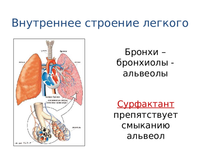 Внутреннее строение легкого Бронхи – бронхиолы - альвеолы Сурфактант  препятствует смыканию альвеол 
