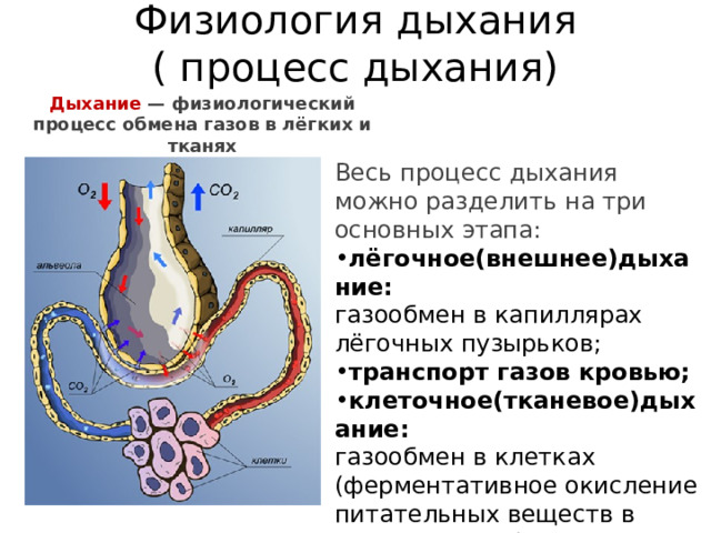 Физиология дыхания  ( процесс дыхания)   Дыхание  — физиологический процесс обмена газов в лёгких и тканях Весь процесс дыхания можно разделить на три основных этапа: лёгочное(внешнее)дыхание: газообмен в капиллярах лёгочных пузырьков; транспорт газов кровью; клеточное(тканевое)дыхание: газообмен в клетках (ферментативное окисление питательных веществ в митохондриях). 