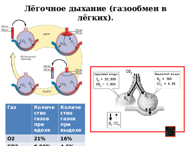 Лёгочное дыхание (газообмен в лёгких). Газ О2 Количество газов при вдохе Количество газов при выдохе 21% СО2 16% 0.03% 4.6% 