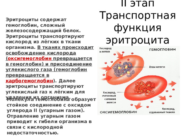 II этап Транспортная функция эритроцита Эритроциты содержат гемоглобин, сложный железосодержащий белок. Эритроциты транспортируют кислород из лёгких в ткани организма. В тканях происходит освобождение кислорода ( оксигемоглобин превращается в гемоглобин) и присоединение углекислого газа (гемоглобин превращается в карбогемоглобин ). Далее эритроциты транспортируют углекислый газ к лёгким для удаления из организма. Молекула гемоглобина образует стойкое соединение с оксидом углерода II (угарным газом). Отравление угарным газом приводит к гибели организма в связи с кислородной недостаточностью. 