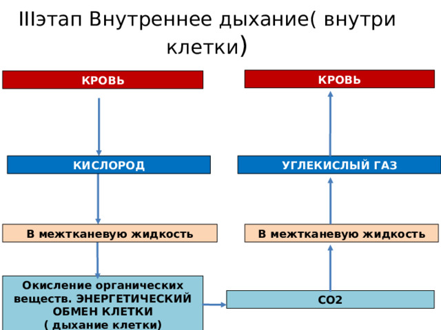 III этап  Внутреннее дыхание ( внутри клетки )   КРОВЬ КРОВЬ УГЛЕКИСЛЫЙ ГАЗ КИСЛОРОД В межтканевую жидкость В межтканевую жидкость Окисление органических веществ. ЭНЕРГЕТИЧЕСКИЙ ОБМЕН КЛЕТКИ ( дыхание клетки) СО2 