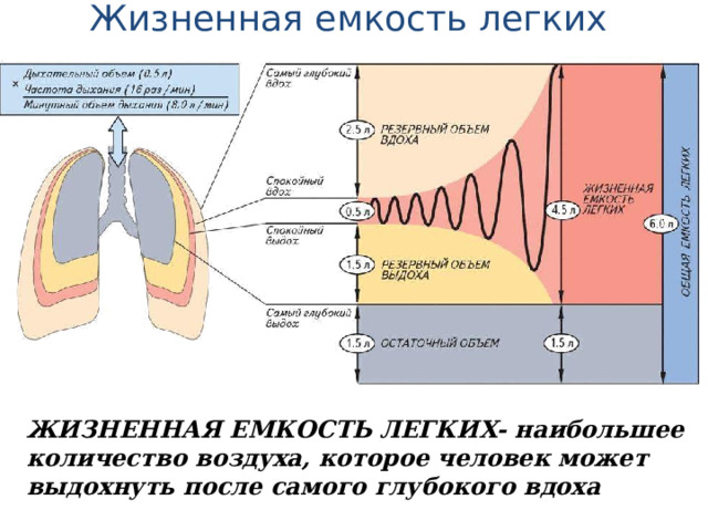 Жизненная емкость легких ЖИЗНЕННАЯ ЕМКОСТЬ ЛЕГКИХ- наибольшее количество воздуха, которое человек может выдохнуть после самого глубокого вдоха 