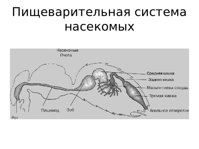 Пищеварительная система насекомых 
