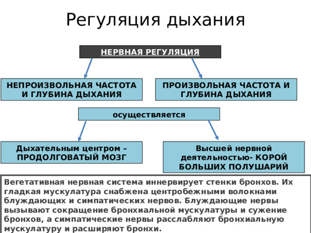 Регуляция дыхания   НЕРВНАЯ РЕГУЛЯЦИЯ НЕПРОИЗВОЛЬНАЯ ЧАСТОТА И ГЛУБИНА ДЫХАНИЯ ПРОИЗВОЛЬНАЯ ЧАСТОТА И ГЛУБИНА ДЫХАНИЯ осуществляется Дыхательным центром –ПРОДОЛГОВАТЫЙ МОЗГ Высшей нервной деятельностью- КОРОЙ БОЛЬШИХ ПОЛУШАРИЙ Вегетативная нервная система иннервирует стенки бронхов. Их гладкая мускулатура снабжена центробежными волокнами блуждающих и симпатических нервов. Блуждающие нервы вызывают сокращение бронхиальной мускулатуры и сужение бронхов, а симпатические нервы расслабляют бронхиальную мускулатуру и расширяют бронхи. 