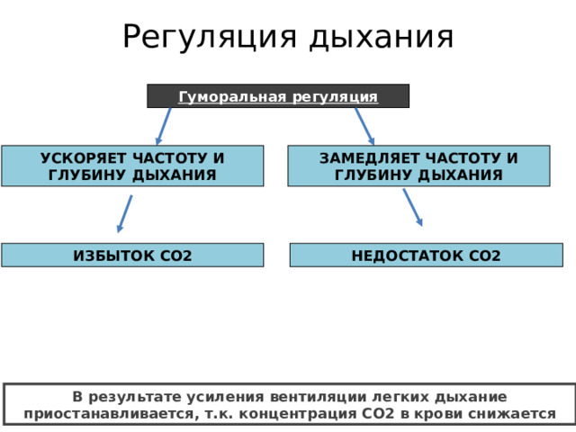 Регуляция дыхания   Гуморальная регуляция УСКОРЯЕТ ЧАСТОТУ И ГЛУБИНУ ДЫХАНИЯ ЗАМЕДЛЯЕТ ЧАСТОТУ И ГЛУБИНУ ДЫХАНИЯ ИЗБЫТОК СО2 НЕДОСТАТОК СО2 В результате усиления вентиляции легких дыхание приостанавливается, т.к. концентрация СО2 в крови снижается 