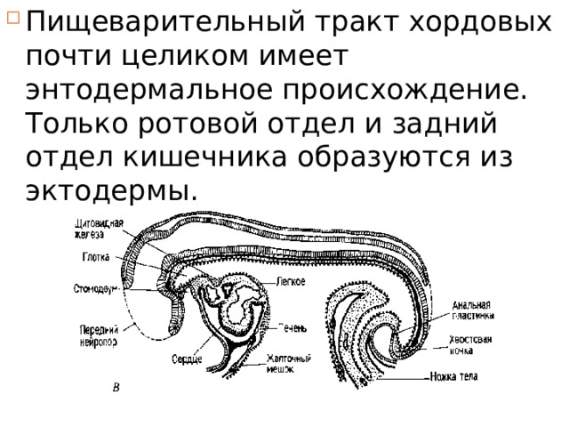 Пищеварительный тракт хордовых почти целиком имеет энтодермальное происхождение. Только ротовой отдел и задний отдел кишечника образуются из  эктодермы. 