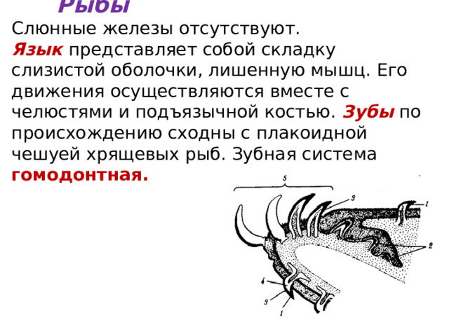  Рыбы  Слюнные железы отсутствуют.  Язык представляет собой складку слизистой оболочки, лишенную мышц. Его движения осуществляются вместе с челюстями и подъязычной костью. Зубы по происхождению сходны с плакоидной чешуей хрящевых рыб. Зубная система гомодонтная. 