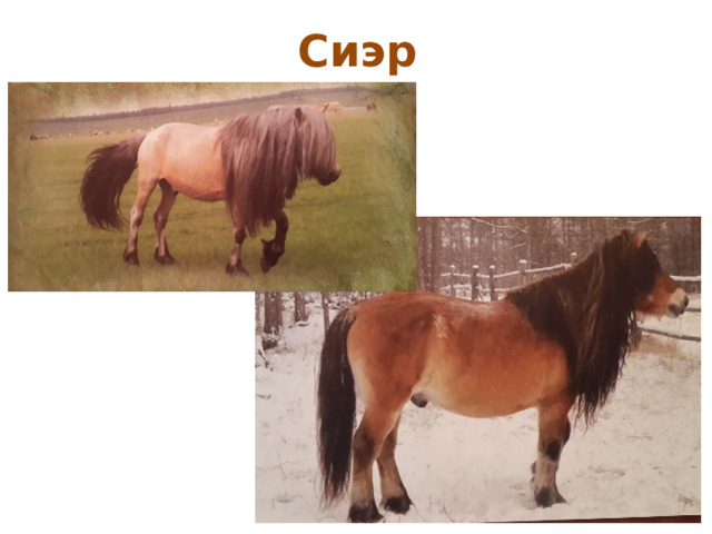 Сиэр 