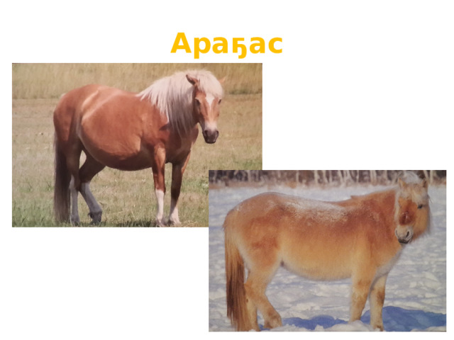 Араҕас 