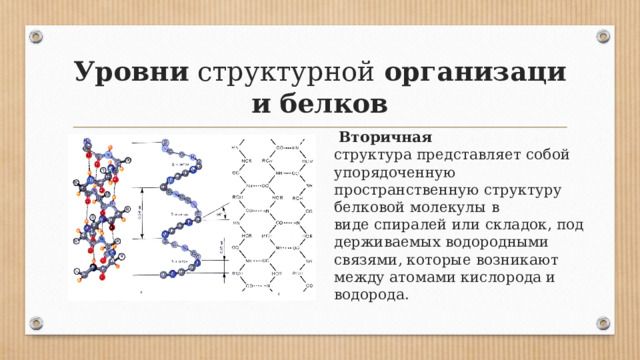 Уровни  структурной  организации   белков  Вторичная структура представляет собой упорядоченную пространственную структуру белковой молекулы в виде спиралей или складок, поддерживаемых водородными связями, которые возникают между атомами кислорода и водорода. 