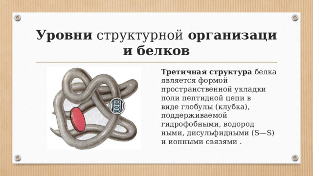 Уровни  структурной  организации   белков Третичная структура  белка является формой пространственной укладки поли­ пептидной цепи в виде глобулы (клубка), поддерживаемой гидрофобными, водород­ными, дисульфидными (S—S) и ионными связями . 