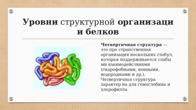 Уровни  структурной  организации   белков Четвертичная структура  — это про­ странственная организация нескольких глобул, которая поддерживается слабы­ ми взаимодействиями (гидрофобными, ионными, водородными и др.). Четвертичная структура характер­ на для гемоглобина и хлорофилла. 