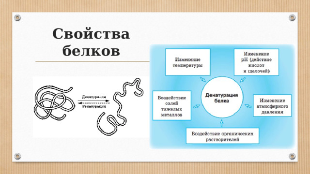 Свойства белков 
