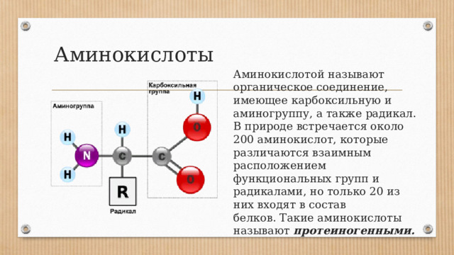 Аминокислоты Аминокислотой называют органическое соединение, имеющее карбоксильную и амино­группу, а также радикал. В природе встречается около 200 аминокислот, которые различаются взаимным расположением функциональных групп и радикалами, но только 20 из них входят в состав белков. Такие аминокислоты называют  протеиногенными.  