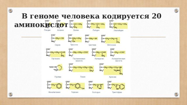  В геноме человека кодируется 20 аминокислот 