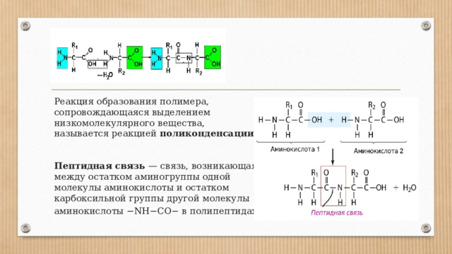 Реакция образования полимера, сопровождающаяся выделением низкомолекулярного вещества, называется реакцией поликонденсации    Пептидная связь — связь, возникающая между остатком аминогруппы одной молекулы аминокислоты и остатком карбоксильной группы другой молекулы аминокислоты −NH−CO− в полипептидах . 