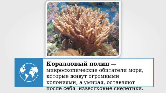 David Excoffier Коралловый полип  — микроскопические обитатели моря, которые живут огромными колониями, а умирая, оставляют после себя известковые скелетики. 12 