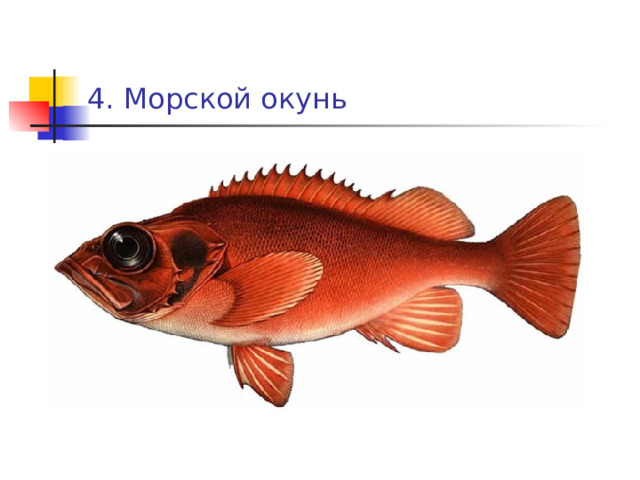 4. Морской окунь 