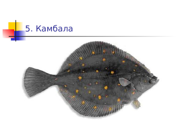 5. Камбала 