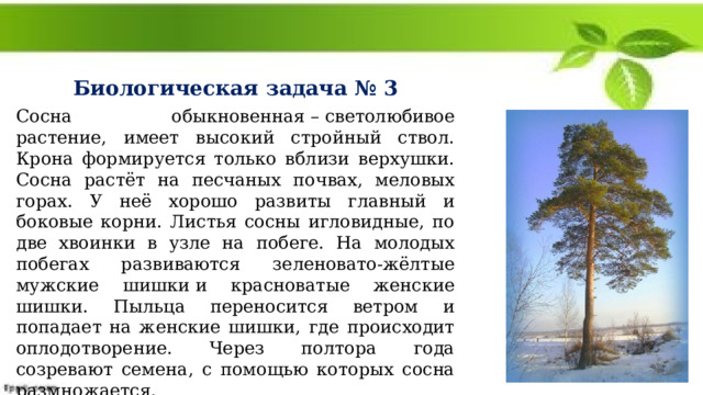 Биологическая задача № 3 Сосна обыкновенная – светолюбивое растение, имеет высокий стройный ствол. Крона формируется только вблизи верхушки. Сосна растёт на песчаных почвах, меловых горах. У неё хорошо развиты главный и боковые корни. Листья сосны игловидные, по две хвоинки в узле на побеге. На молодых побегах развиваются зеленовато-жёлтые мужские шишки и красноватые женские шишки. Пыльца переносится ветром и попадает на женские шишки, где происходит оплодотворение. Через полтора года созревают семена, с помощью которых сосна размножается. Какие критерии вида описаны в тексте? Ответ поясните 