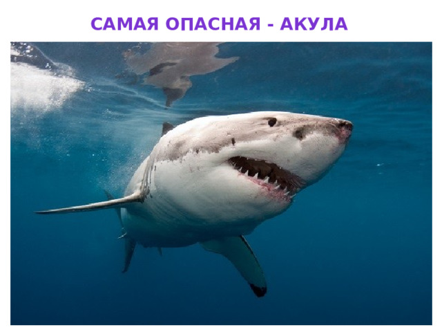 Самая опасная - акула 