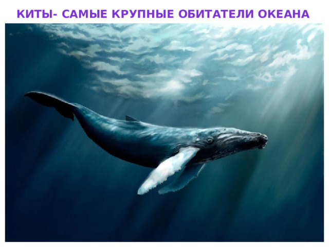 Киты- самые крупные обитатели океана 