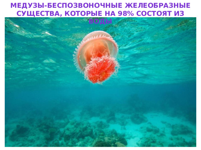 Медузы-беспозвоночные желеобразные существа, которые на 98% состоят из воды 