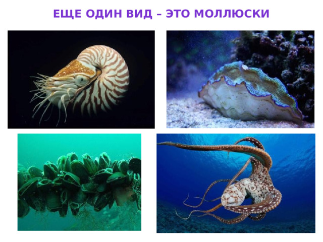 Еще один вид – это моллюски 