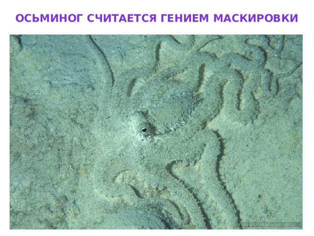 Осьминог считается гением маскировки 