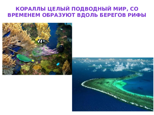 Кораллы целый подводный мир, со временем образуют вдоль берегов рифы 