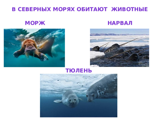 В северных морях обитают животные морж нарвал тюлень 