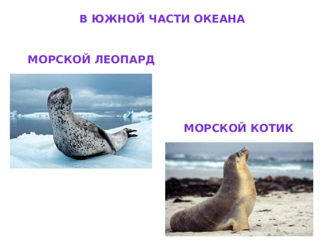 В южной части океана Морской леопард Морской котик 