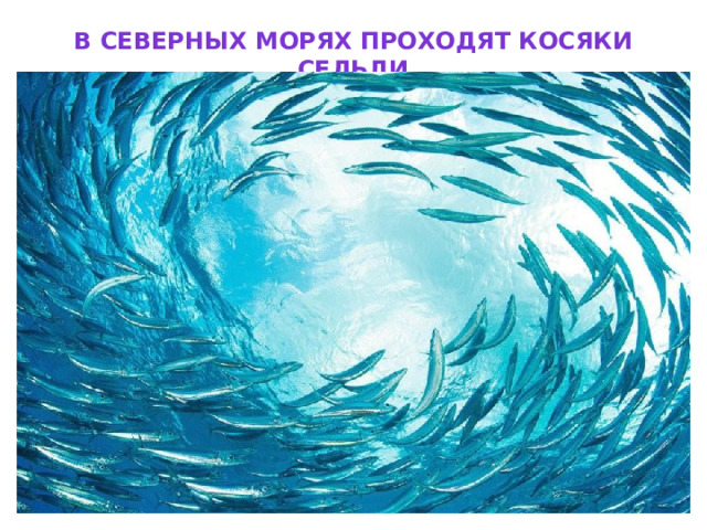 В северных морях проходят косяки сельди 