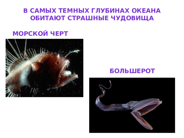 В самых темных глубинах океана обитают страшные чудовища Морской черт большерот 