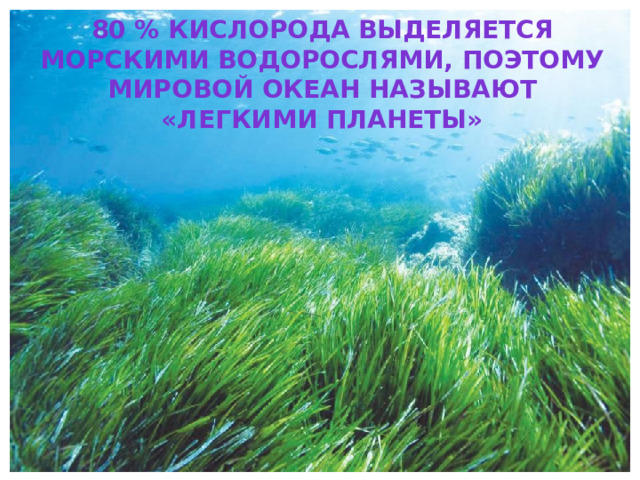 80 % кислорода выделяется морскими водорослями, поэтому мировой океан называют «легкими планеты» 