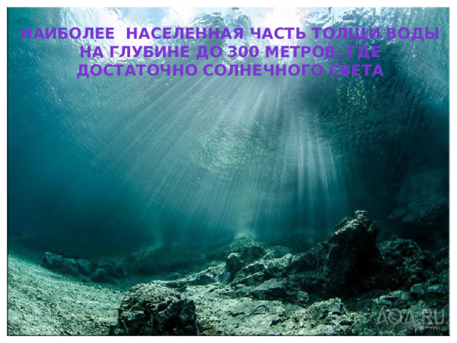 Наиболее населенная часть толщи воды на глубине до 300 метров, где достаточно солнечного света 
