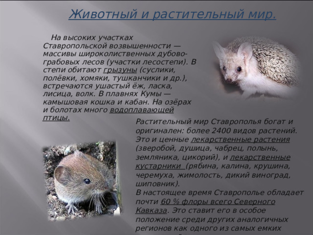Животный и растительный мир.    На высоких участках Ставропольской возвышенности — массивы широколиственных дубово-грабовых лесов (участки лесостепи). В степи обитают грызуны (суслики, полёвки, хомяки, тушканчики и др.), встречаются ушастый ёж, ласка, лисица, волк. В плавнях Кумы — камышовая кошка и кабан. На озёрах и болотах много водоплавающей птицы.  Растительный мир Ставрополья богат и оригинален: более 2400 видов растений. Это и ценные лекарственные растения (зверобой, душица, чабрец, полынь, земляника, цикорий), и лекарственные кустарники (рябина, калина, крушина, черемуха, жимолость, дикий виноград, шиповник). В настоящее время Ставрополье обладает почти 60 % флоры всего Северного Кавказа . Это ставит его в особое положение среди других аналогичных регионов как одного из самых емких хранителей растительного генетического фонда. 3 