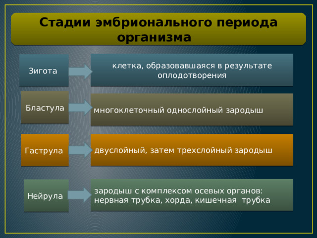 Стадии эмбрионального периода организма клетка, образовавшаяся в результате оплодотворения Зигота Бластула многоклеточный однослойный зародыш двуслойный, затем трехслойный зародыш Гаструла зародыш с комплексом осевых органов: нервная трубка, хорда, кишечная трубка Нейрула 