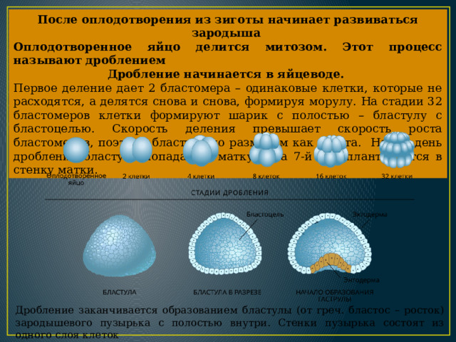 После оплодотворения из зиготы начинает развиваться зародыша Оплодотворенное яйцо делится митозом. Этот процесс называют дроблением Дробление начинается в яйцеводе. Первое деление дает 2 бластомера – одинаковые клетки, которые не расходятся, а делятся снова и снова, формируя морулу. На стадии 32 бластомеров клетки формируют шарик с полостью – бластулу с бластоцелью. Скорость деления превышает скорость роста бластомеров, поэтому бластула по размерам как зигота. На 6-й день дробления бластула попадает в матку и на 7-й – имплантируется в стенку матки. Дробление заканчивается образованием бластулы (от греч. бластос – росток) зародышевого пузырька с полостью внутри. Стенки пузырька состоят из одного слоя клеток 