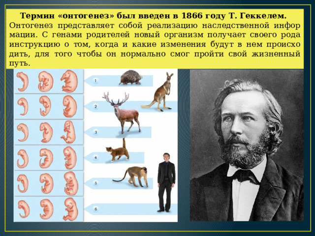 Тер­мин «он­то­ге­нез» был вве­ден в 1866 году Т. Гек­ке­лем. Он­то­ге­нез пред­став­ля­ет собой ре­а­ли­за­цию на­след­ствен­ной ин­фор­ма­ции. С ге­на­ми ро­ди­те­лей новый ор­га­низм по­лу­ча­ет сво­е­го рода ин­струк­цию о том, когда и какие из­ме­не­ния будут в нем про­ис­хо­дить, для того чтобы он нор­маль­но смог прой­ти свой жизнен­ный путь. 