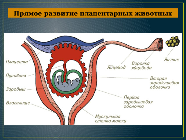 Прямое развитие плацентарных животных 