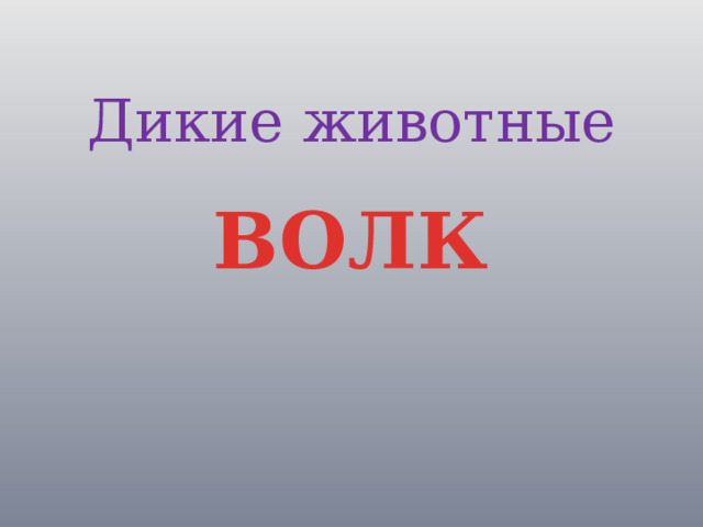 Дикие животные ВОЛК 