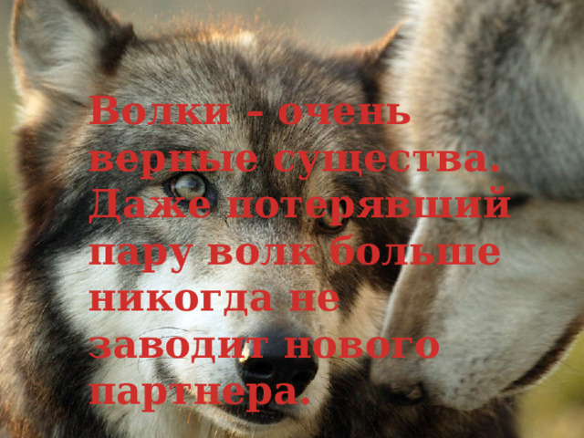 Волки – очень верные существа. Даже потерявший пару волк больше никогда не заводит нового партнера.  