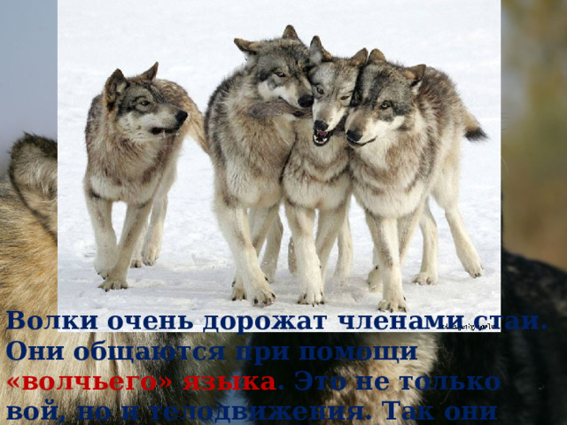 Волки очень дорожат членами стаи. Они общаются при помощи «волчьего» языка . Это не только вой, но и телодвижения. Так они выказывают свои чувства.  